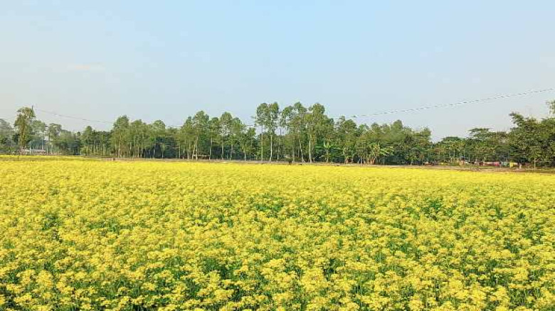 সরিষার ফুলে প্রাণ ফিরেছে ফুলবাড়ী