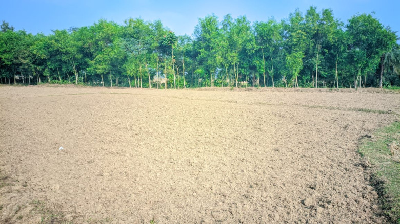 চাঁপাইনবাবগঞ্জের নাচোলে কালাই গাছ সহ জমি চাষ করেছে সন্ত্রাসী
