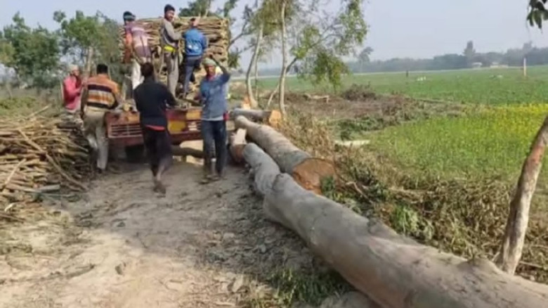 নীরবে বন উজাড়: তানোরে রাস্তার ধারে বিভিন্ন প্রজাতির হাজারো গ