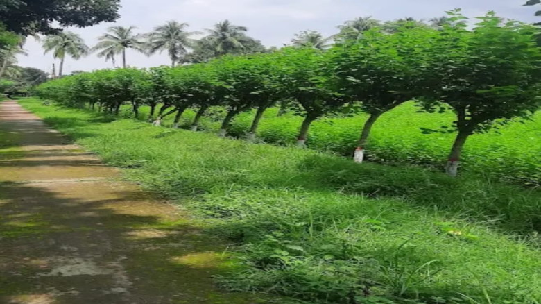 ভোলাহাটে রেশম চাষের চাহিদা ও অবদান বেশি