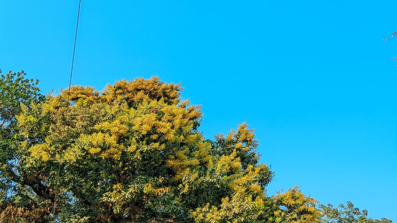 সুবাস ছড়াচ্ছে আমের মুকুল, প্রাণ ফিরে পেয়েছে ফুলবাড়ীর প্রকৃতি