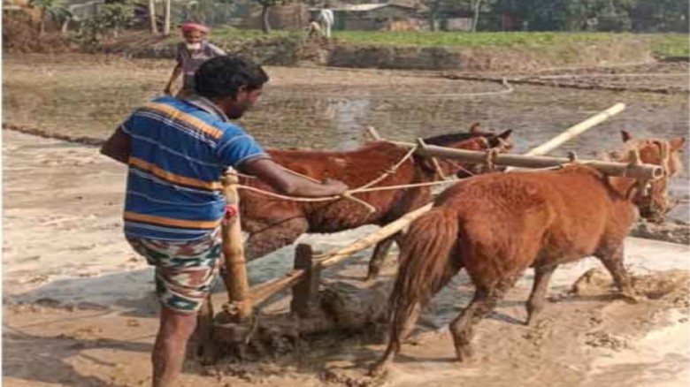 তানোরে গরুর বদলে ঘোড়া দিয়ে বোরো জমিতে হালচাষ