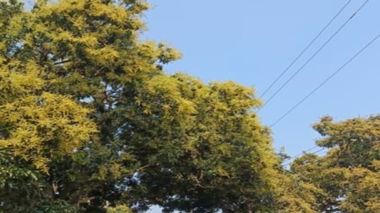 মুকুলের সুবাসে সোনালি তানোর, বাম্পার ফলনের স্বপ্নে বিভোর চাষিরা...