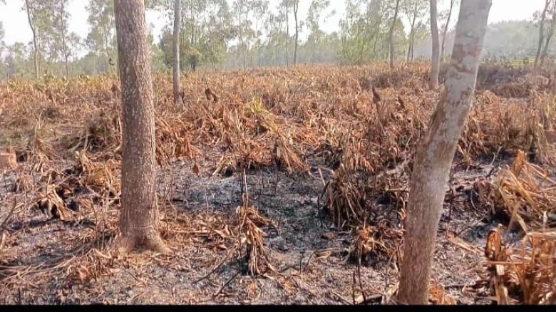 মধুপুরে গাছ নিধনের পর বনে আগুন ৭৫ একর ভূমি জবরদখলের পায়তারা