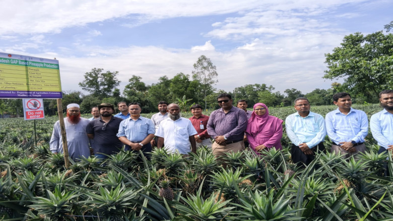 পাকিস্তানে আনারস রপ্তানির সম্ভাবনা নিয়ে মধুপুরে পাকিস্তানি প