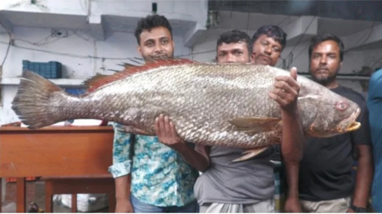 বাগেরহাটে সাড়ে ৩ লাখ টাকায় বিক্রি হলো একটি  ভোল মাছ