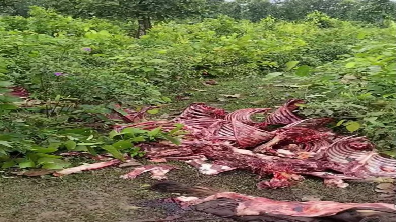 গভীর জঙ্গলে ১২ ঘোড়ার দেহাবশেষ, মাংস নিয়ে যাওয়ার অভিযোগ