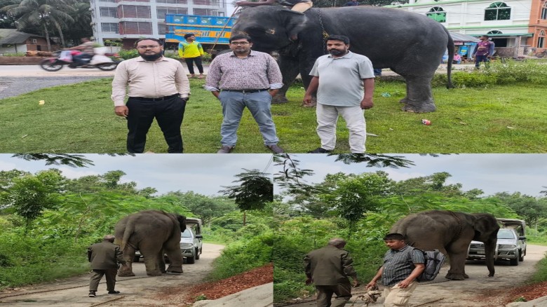 জিম্মায় দেওয়ার ১২ দিনেই গাজীপুর সাফারি পার্কে ফিরল ‘সম্রাট-ন