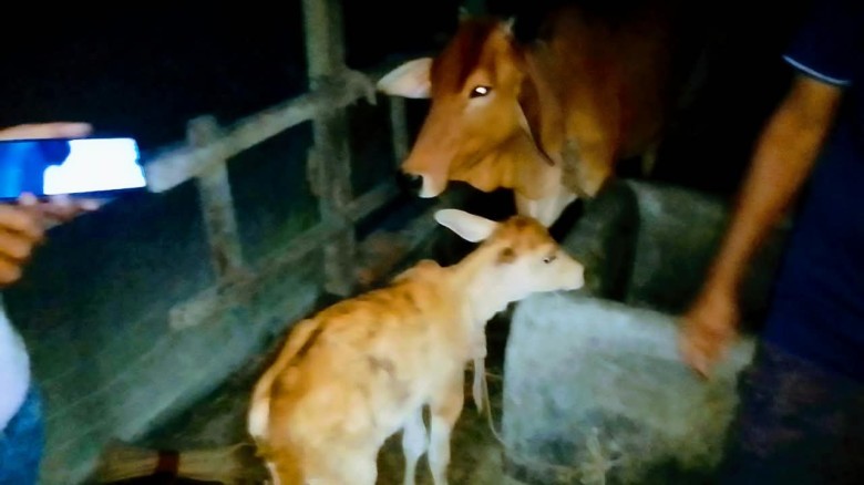 পাওনা টাকা নিয়ে বিরোধ, রাজৈরে ৩ গরু নিয়ে যাওয়ার অভিযোগ